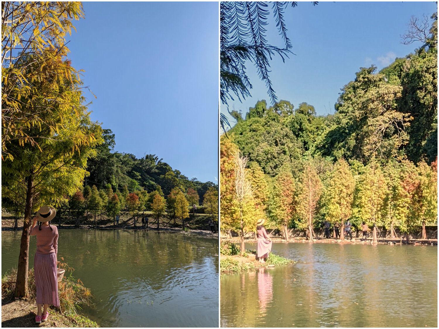 桃園大溪 月眉人工溼地公園 夢幻水畔落羽松林