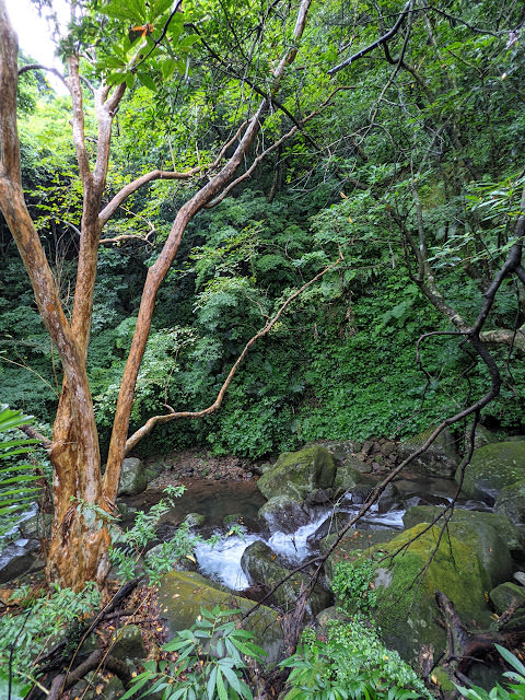 新北市石門區 青山瀑布步道 與青翠森林和沁涼溪水相伴而行