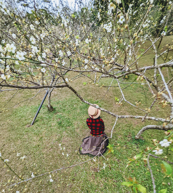 桃園 復興區: 遠眺溪谷與群山的開闊風景 角板山行館