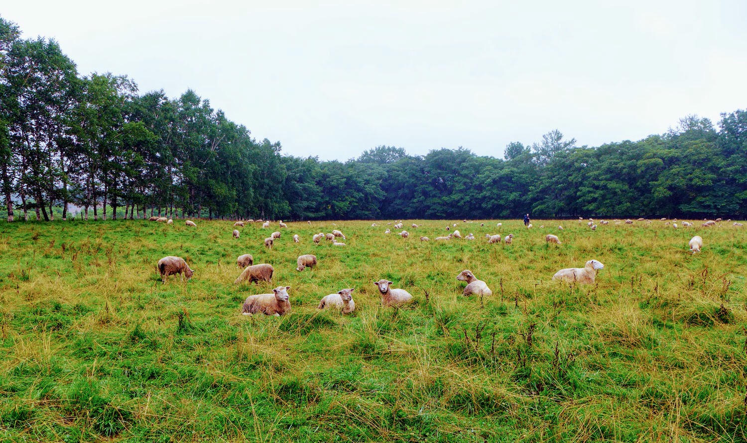 北海道 約克夏農場酒店 Yorkshire Farm (ヨークシャーファーム) 可愛的羊咩咩、漂亮的花園,和溫馨的房間 - 第15張圖 北海道 約克夏農場酒店 Yorkshire Farm (ヨークシャーファーム) 可愛的羊咩咩、漂亮的花園,和溫馨的房間