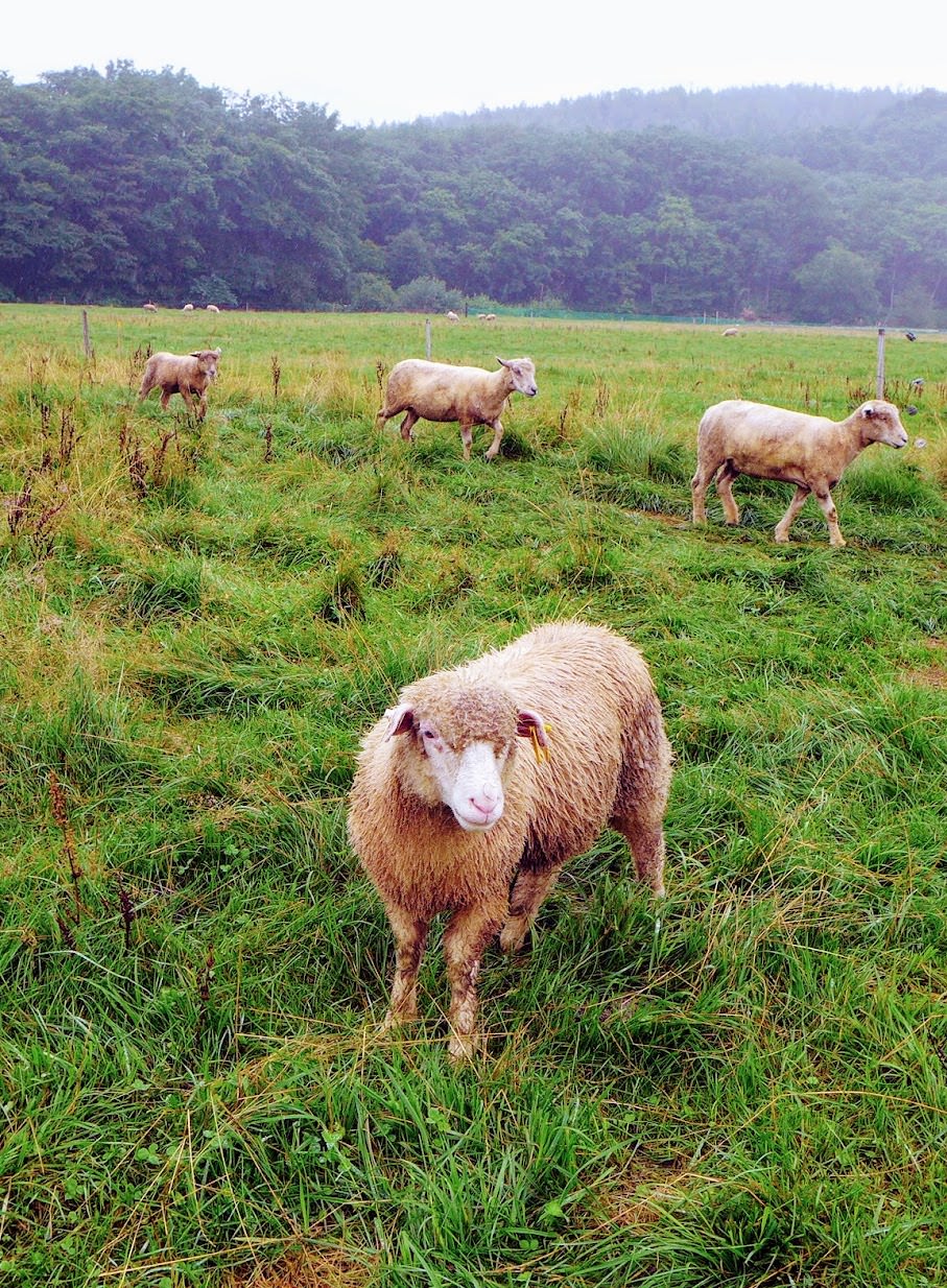 北海道 約克夏農場酒店 Yorkshire Farm (ヨークシャーファーム) 可愛的羊咩咩、漂亮的花園,和溫馨的房間 - 第17張圖 北海道 約克夏農場酒店 Yorkshire Farm (ヨークシャーファーム) 可愛的羊咩咩、漂亮的花園,和溫馨的房間