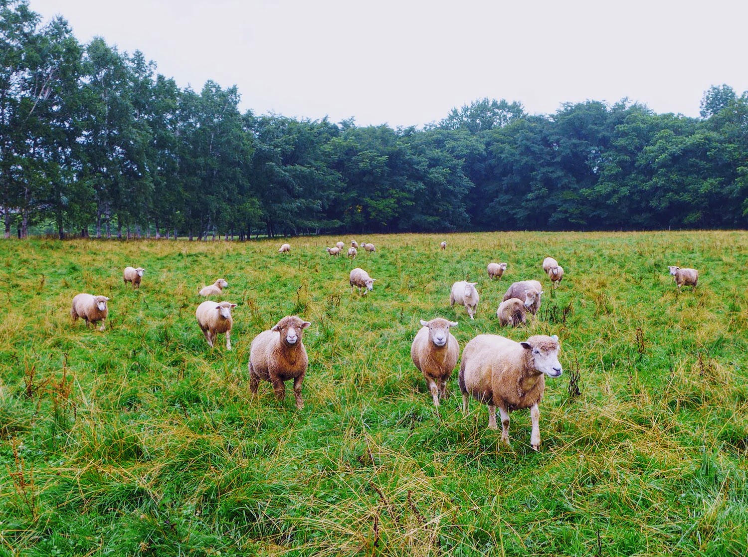 北海道 約克夏農場酒店 Yorkshire Farm (ヨークシャーファーム) 可愛的羊咩咩、漂亮的花園,和溫馨的房間 - 第20張圖 北海道 約克夏農場酒店 Yorkshire Farm (ヨークシャーファーム) 可愛的羊咩咩、漂亮的花園,和溫馨的房間