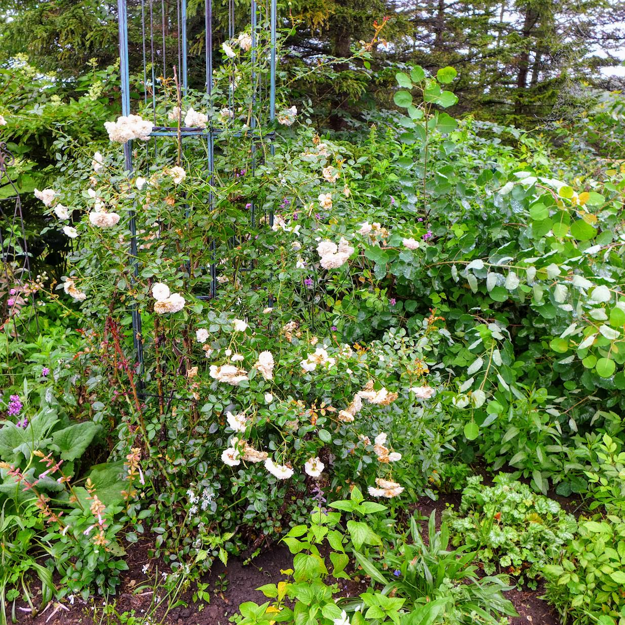 北海道 約克夏農場酒店 Yorkshire Farm (ヨークシャーファーム) 可愛的羊咩咩、漂亮的花園,和溫馨的房間 - 第23張圖 北海道 約克夏農場酒店 Yorkshire Farm (ヨークシャーファーム) 可愛的羊咩咩、漂亮的花園,和溫馨的房間