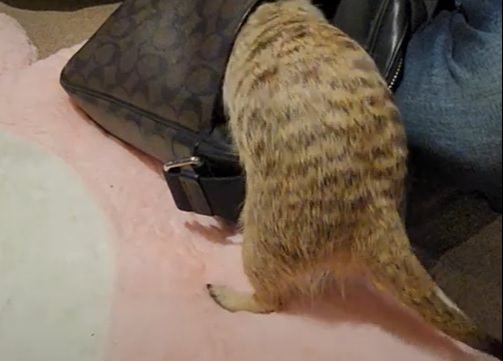 台北 肉球森林 和可愛的貓咪、大嘴鳥、狐獴互動