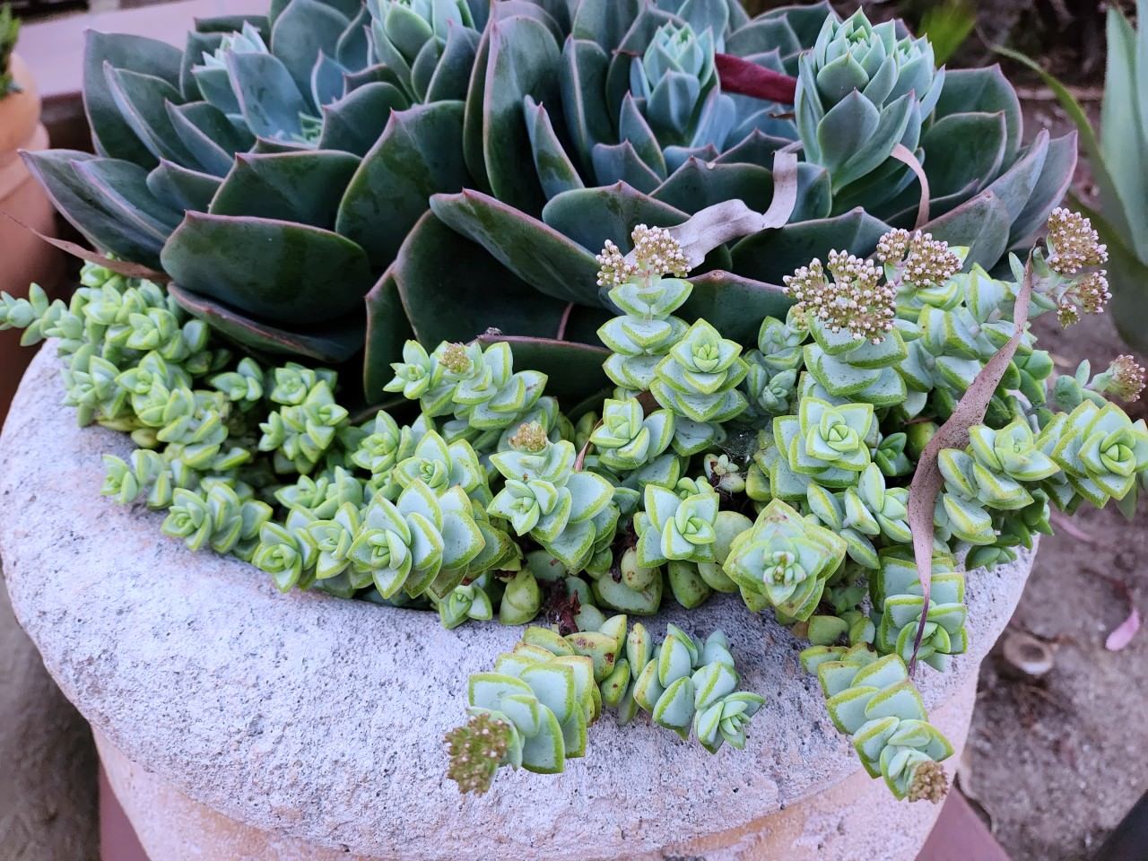 聖地牙哥 拉霍亞埃斯坦守Spa酒店 Estancia La Jolla Hotel & Spa 。花園和泳池都很美, 但是房間隔音不佳, 十分可惜的漂亮旅店 - 第25張圖 聖地牙哥 拉霍亞埃斯坦守Spa酒店 Estancia La Jolla Hotel & Spa 。花園和泳池都很美, 但是房間隔音不佳, 十分可惜的漂亮旅店