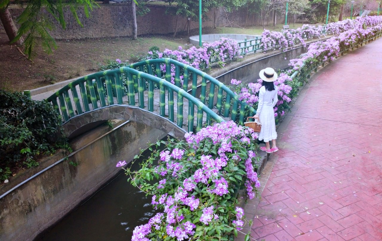 桃園中壢 蒜香藤 秋日季節限定紫色花瀑美景