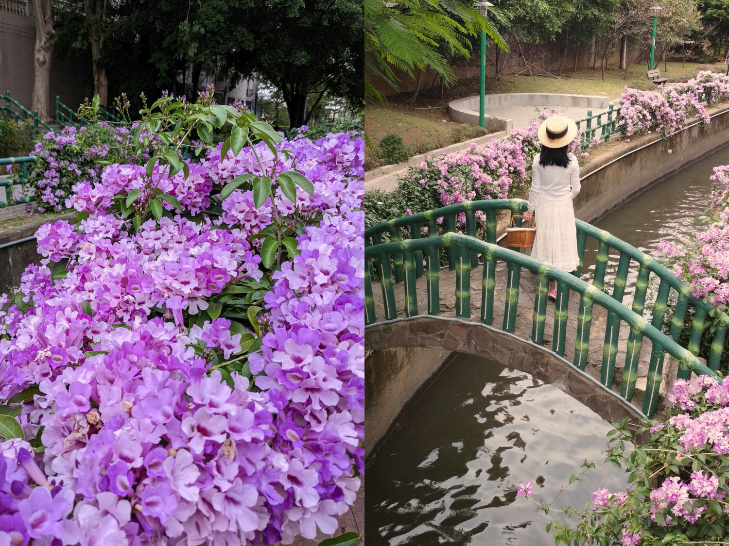 桃園中壢 蒜香藤 秋日季節限定紫色花瀑美景