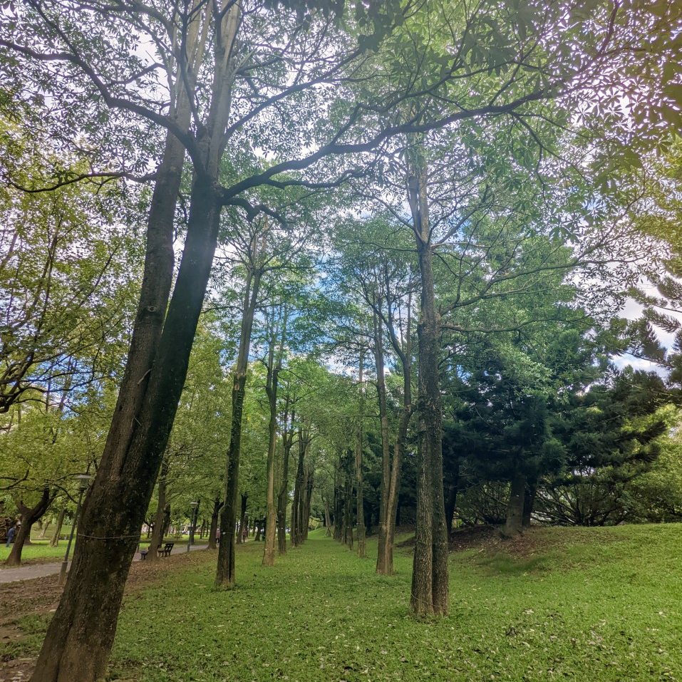 桃園大溪埔頂公園。 綠草山丘、台灣欒樹、落羽松、溜索、沙坑、遊具。