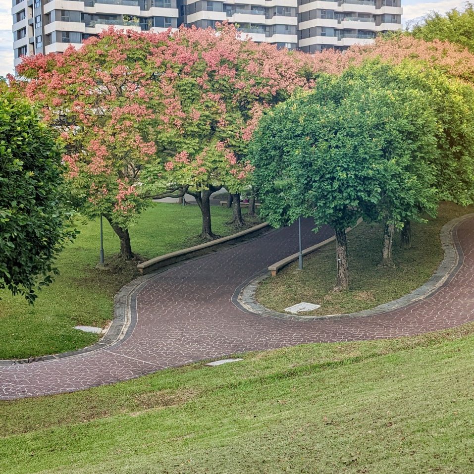 桃園大溪埔頂公園。 綠草山丘、台灣欒樹、落羽松、溜索、沙坑、遊具。