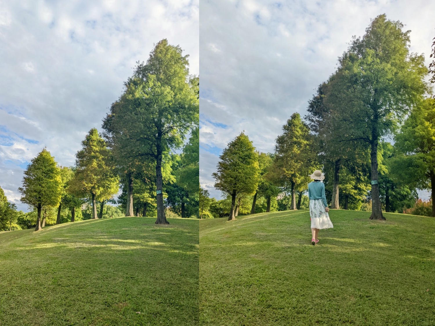 桃園大溪埔頂公園。 綠草山丘、台灣欒樹、落羽松、溜索、沙坑、遊具。