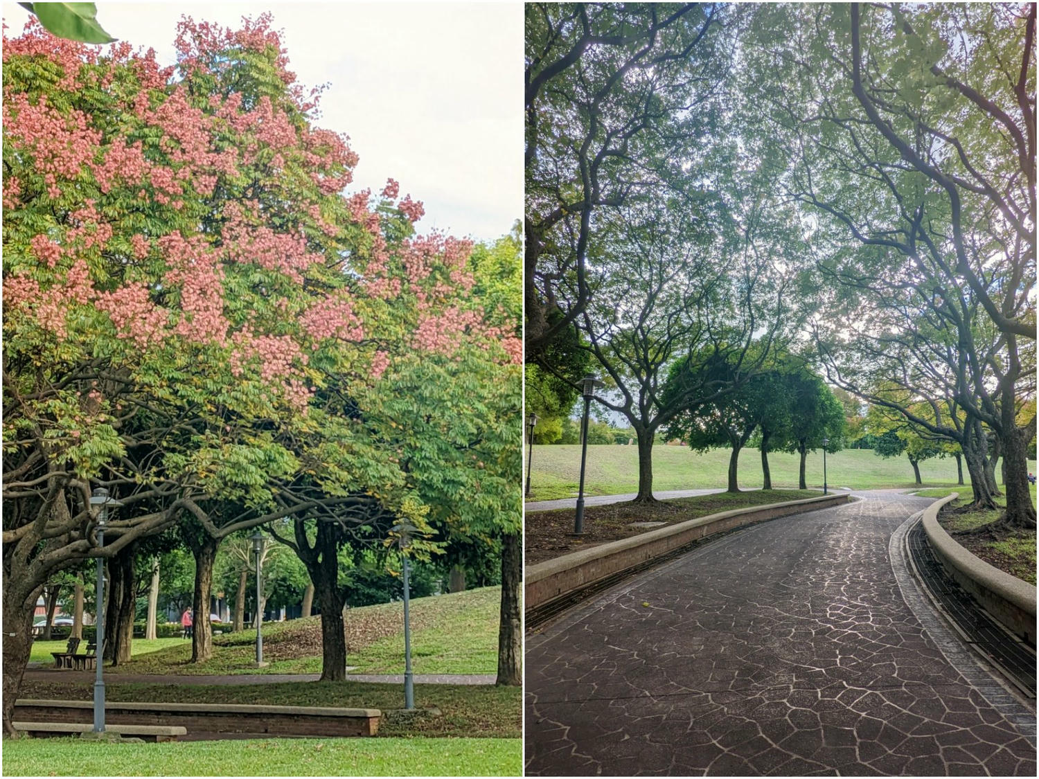 桃園大溪埔頂公園。 綠草山丘、台灣欒樹、落羽松、溜索、沙坑、遊具。
