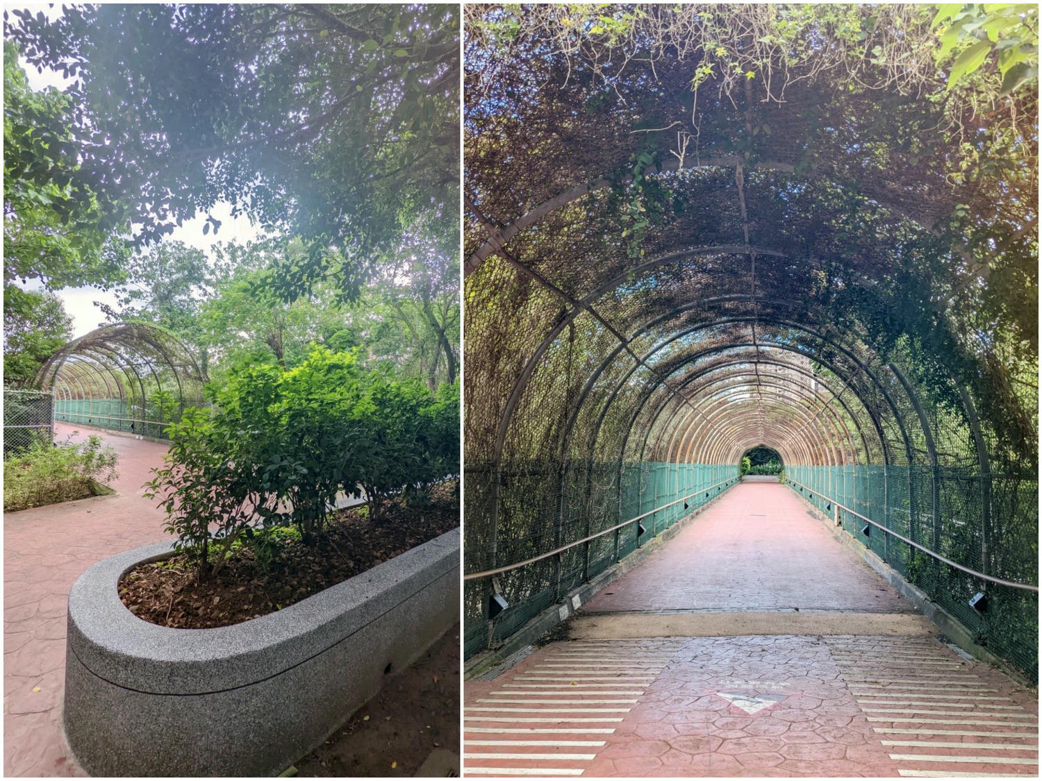 桃園大溪埔頂公園。 綠草山丘、台灣欒樹、落羽松、溜索、沙坑、遊具。