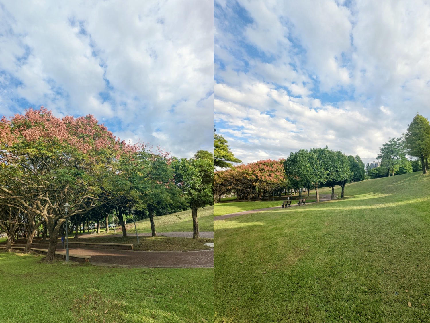 桃園大溪埔頂公園。 綠草山丘、台灣欒樹、落羽松、溜索、沙坑、遊具。