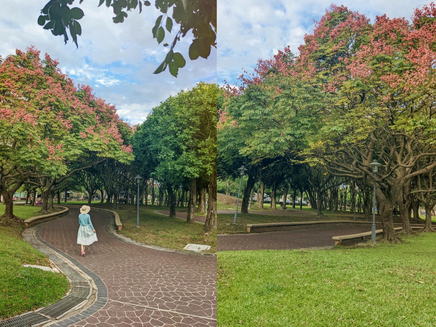 桃園大溪埔頂公園。 綠草山丘、台灣欒樹、落羽松、溜索、沙坑、遊具。