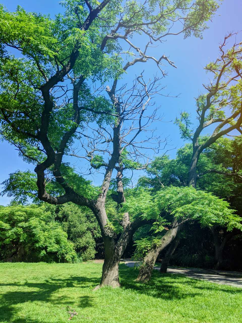 桃園觀音 白沙岬燈塔。藍天下的白色燈塔，週邊有環形步道可以散步。
