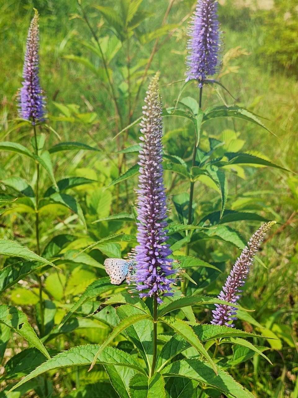 白馬八方尾根 Hakuba Happo-one。四季皆美，可以健行也可以輕鬆散步。還有隈研吾設計的最新頂級豪華露營設施。