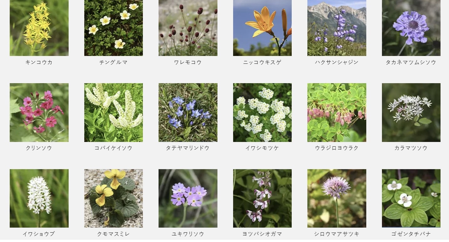 白馬八方尾根 Hakuba Happo-one。四季皆美，可以健行也可以輕鬆散步。還有隈研吾設計的最新頂級豪華露營設施。