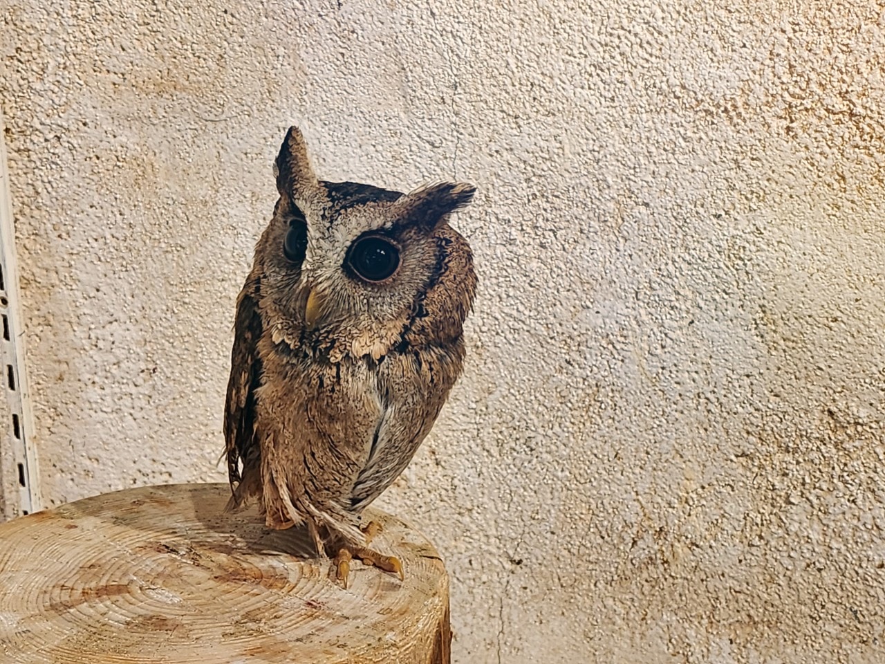 福岡 Owl Cafe Tenjin。超萌刺蝟和小貓頭鷹，英挺帥氣大貓頭鷹，位於好逛好買的天神區