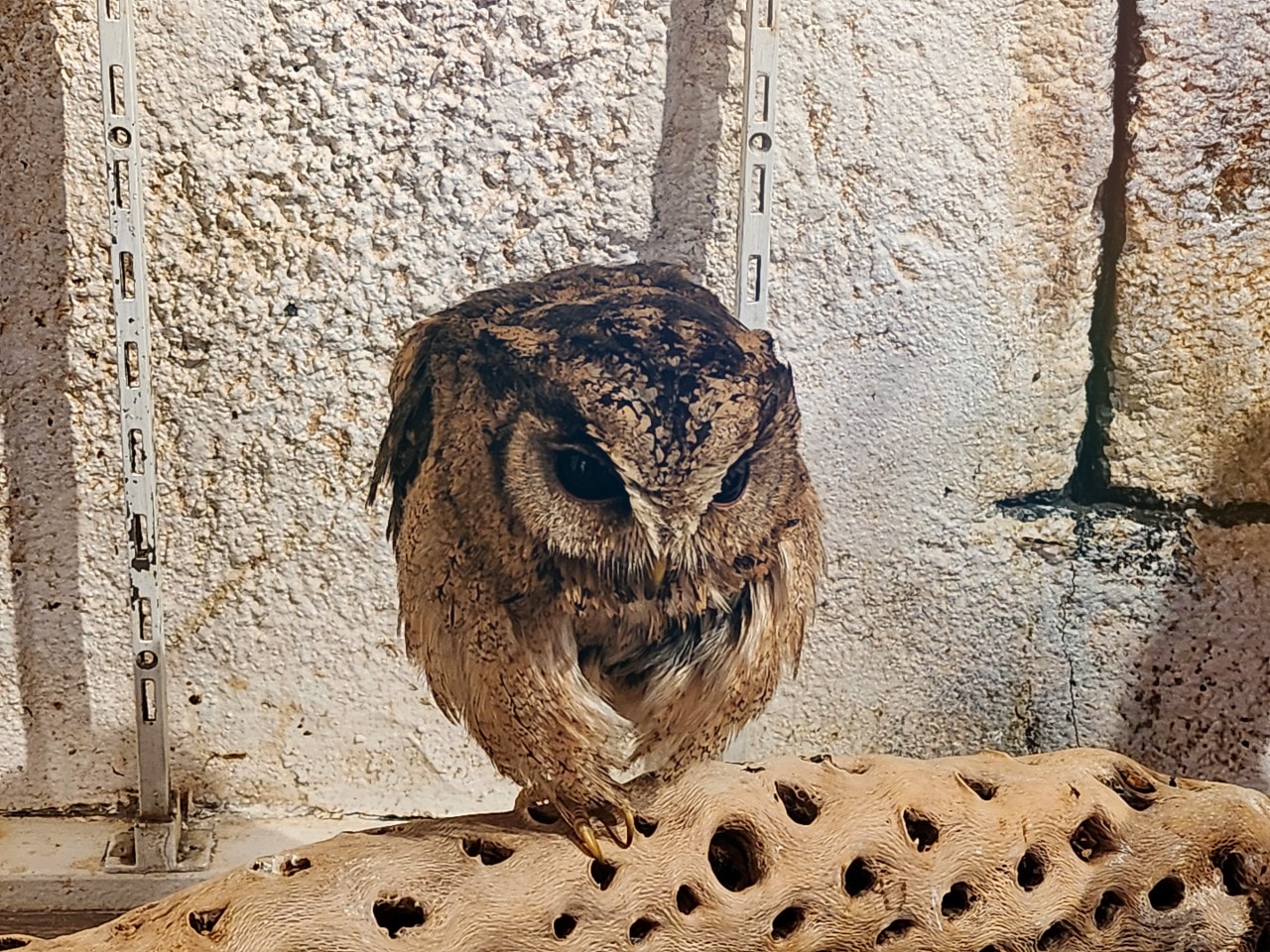 福岡 Owl Cafe Tenjin。超萌刺蝟和小貓頭鷹，英挺帥氣大貓頭鷹，位於好逛好買的天神區