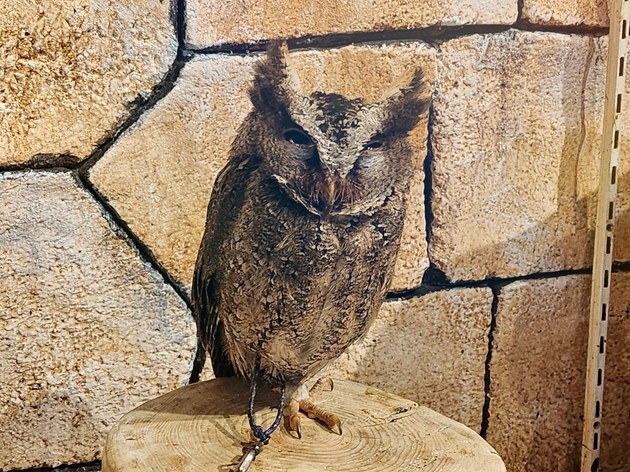 福岡 Owl Cafe Tenjin。超萌刺蝟和小貓頭鷹，英挺帥氣大貓頭鷹，位於好逛好買的天神區