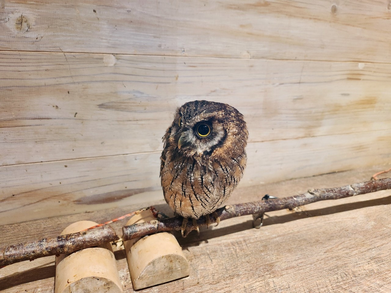 福岡 Owl Cafe Tenjin。超萌刺蝟和小貓頭鷹，英挺帥氣大貓頭鷹，位於好逛好買的天神區