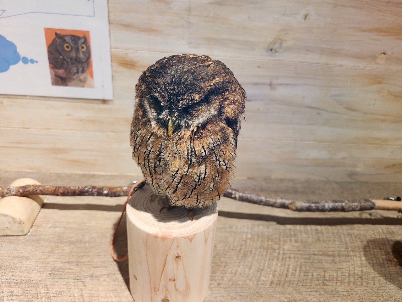 福岡 Owl Cafe Tenjin。超萌刺蝟和小貓頭鷹，英挺帥氣大貓頭鷹，位於好逛好買的天神區