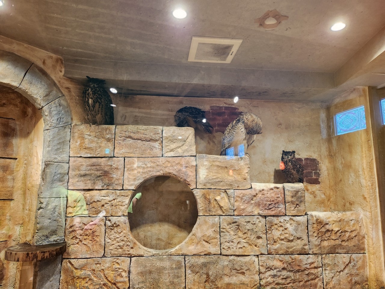 福岡 Owl Cafe Tenjin。超萌刺蝟和小貓頭鷹，英挺帥氣大貓頭鷹，位於好逛好買的天神區