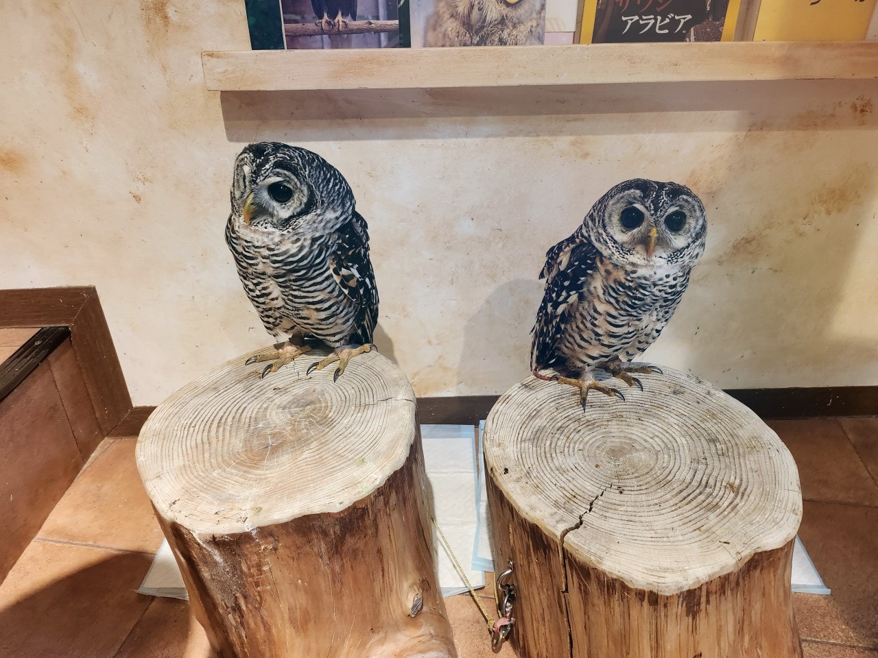 福岡 Owl Cafe Tenjin。超萌刺蝟和小貓頭鷹，英挺帥氣大貓頭鷹，位於好逛好買的天神區