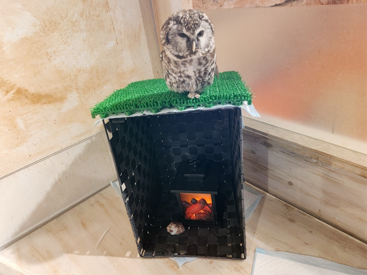 福岡 Owl Cafe Tenjin。超萌刺蝟和小貓頭鷹，英挺帥氣大貓頭鷹，位於好逛好買的天神區