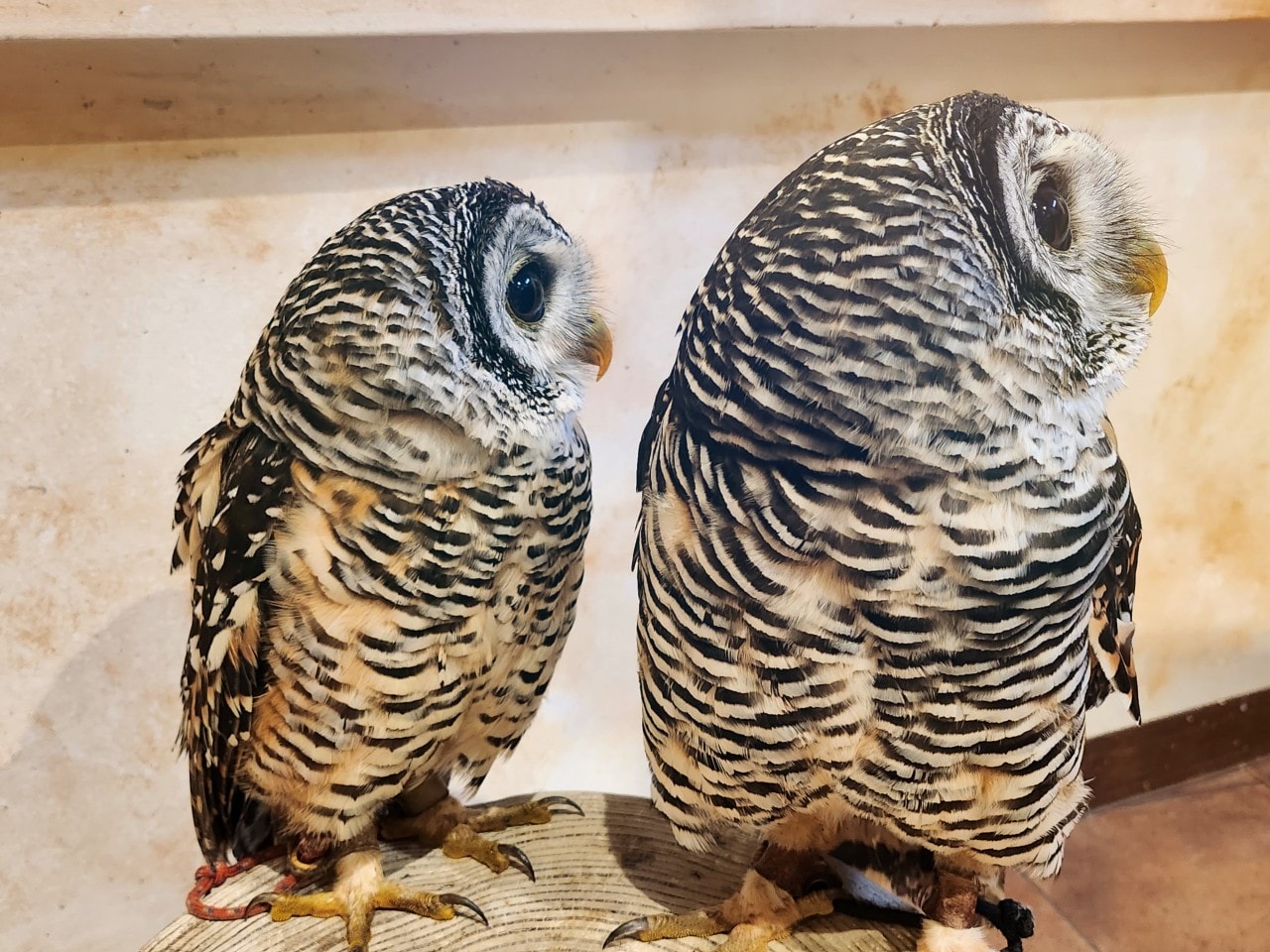 福岡 Owl Cafe Tenjin。超萌刺蝟和小貓頭鷹，英挺帥氣大貓頭鷹，位於好逛好買的天神區