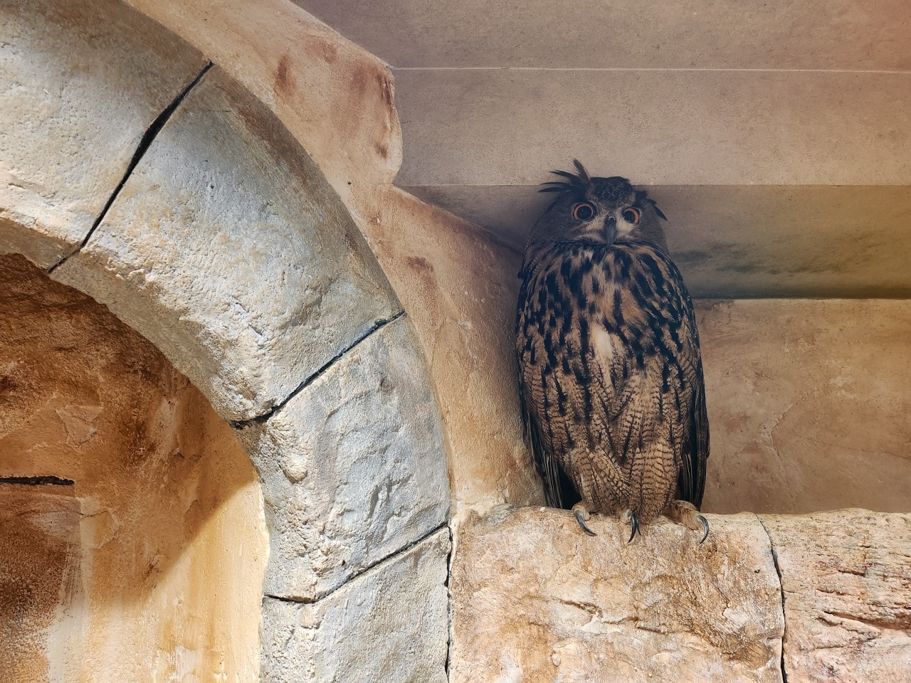 福岡 Owl Cafe Tenjin。超萌刺蝟和小貓頭鷹，英挺帥氣大貓頭鷹，位於好逛好買的天神區