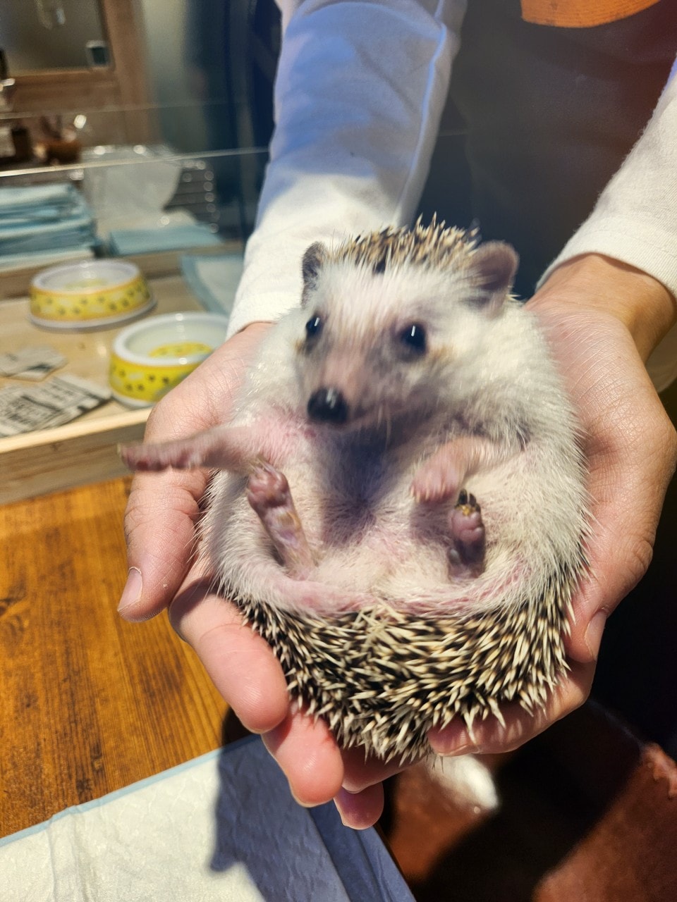 福岡 Owl Cafe Tenjin。超萌刺蝟和小貓頭鷹，英挺帥氣大貓頭鷹，位於好逛好買的天神區
