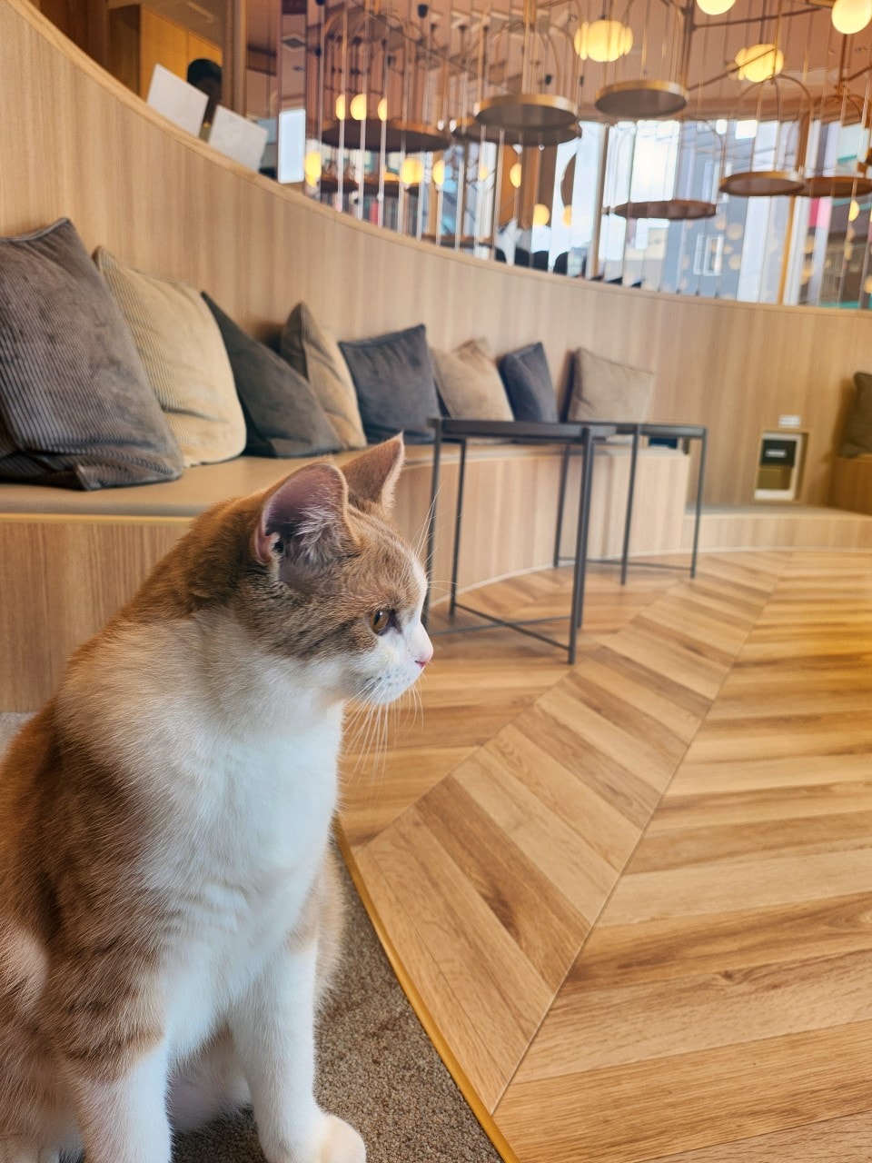 福岡 Cat Cafe MOCHA 天神大名店。舒適溫馨環境、可愛貓咪相伴、飲料無限暢飲。