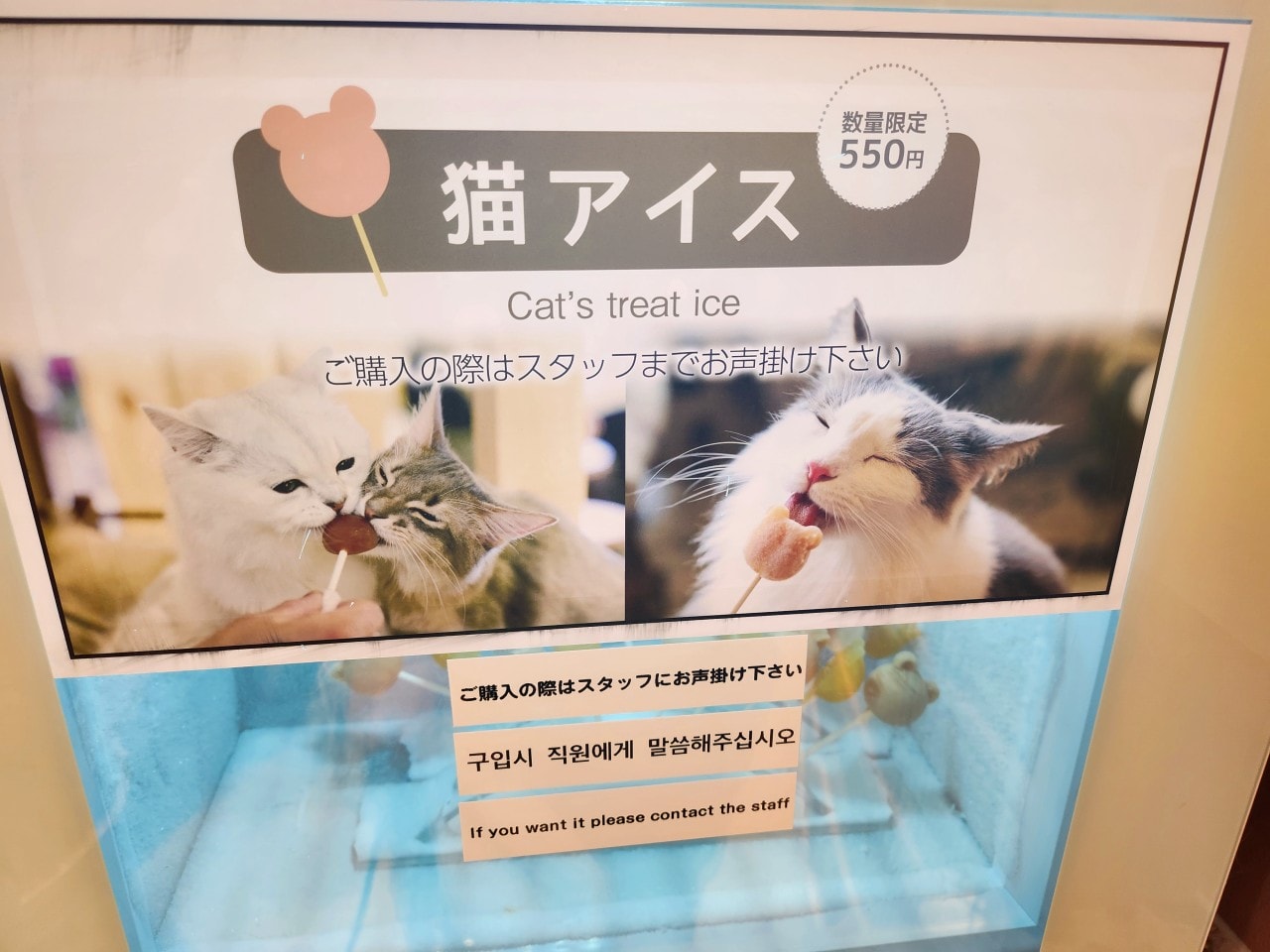 福岡 Cat Cafe MOCHA 天神大名店。舒適溫馨環境、可愛貓咪相伴、飲料無限暢飲。