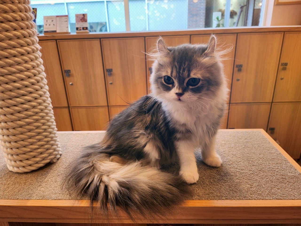福岡 Cat Cafe MOCHA 天神大名店。舒適溫馨環境、可愛貓咪相伴、飲料無限暢飲。
