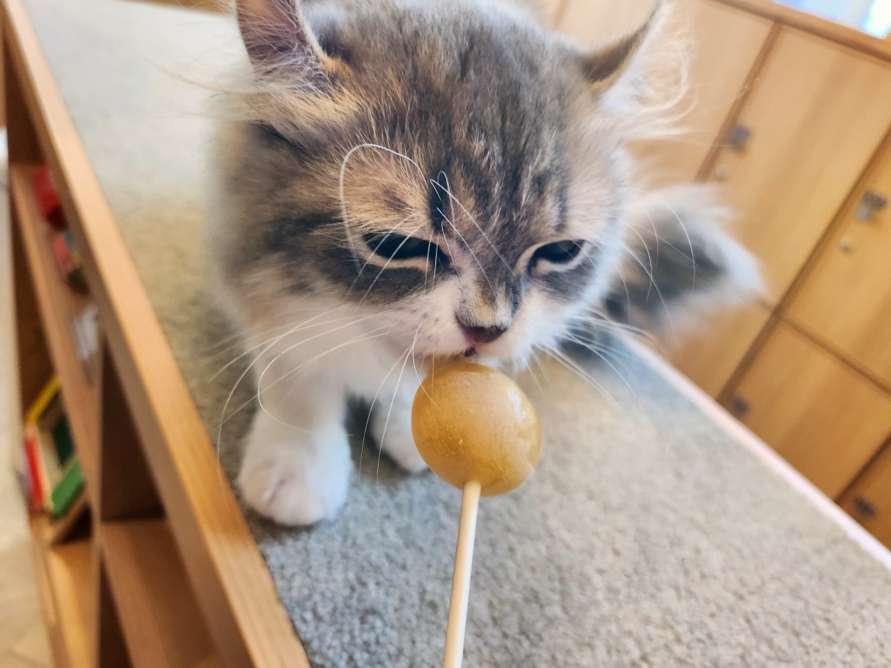 福岡 Cat Cafe MOCHA 天神大名店。舒適溫馨環境、可愛貓咪相伴、飲料無限暢飲。