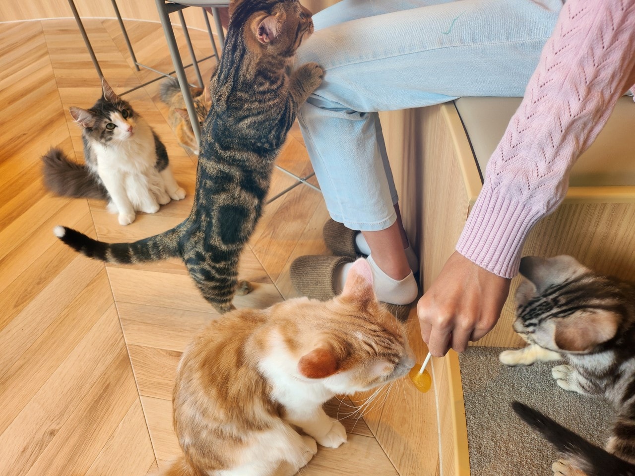 福岡 Cat Cafe MOCHA 天神大名店。舒適溫馨環境、可愛貓咪相伴、飲料無限暢飲。
