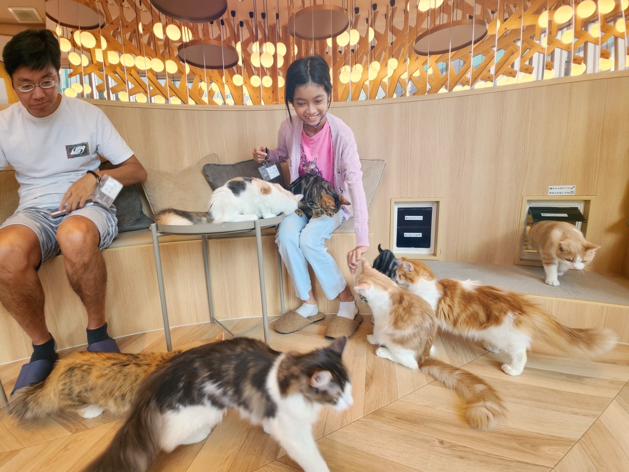 福岡 Cat Cafe MOCHA 天神大名店。舒適溫馨環境、可愛貓咪相伴、飲料無限暢飲。