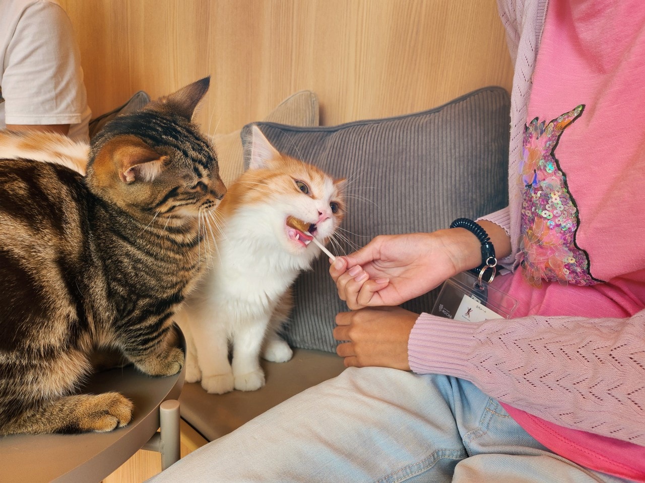 福岡 Cat Cafe MOCHA 天神大名店。舒適溫馨環境、可愛貓咪相伴、飲料無限暢飲。