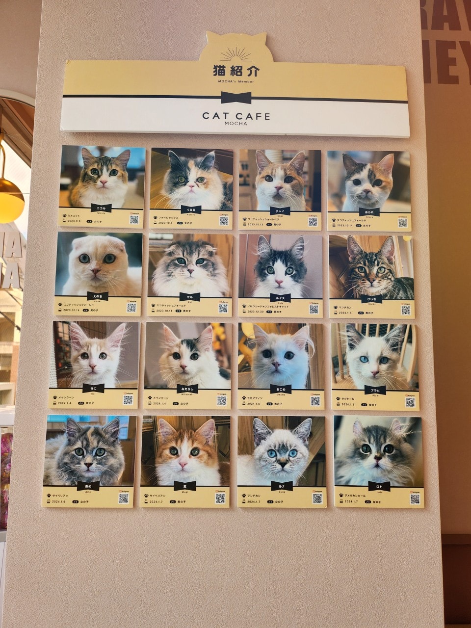 福岡 Cat Cafe MOCHA 天神大名店。舒適溫馨環境、可愛貓咪相伴、飲料無限暢飲。