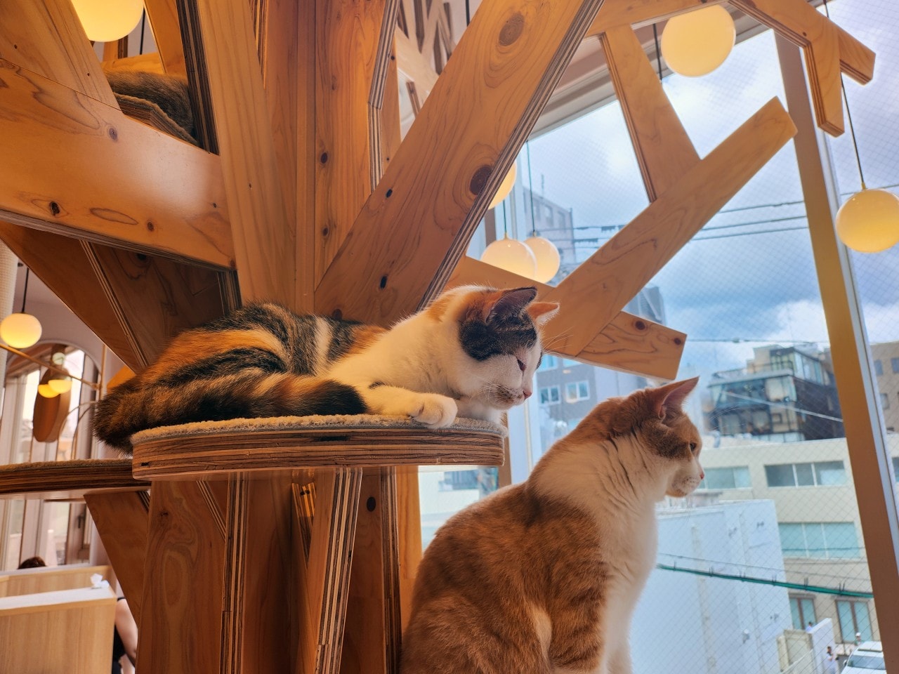 福岡 Cat Cafe MOCHA 天神大名店。舒適溫馨環境、可愛貓咪相伴、飲料無限暢飲。