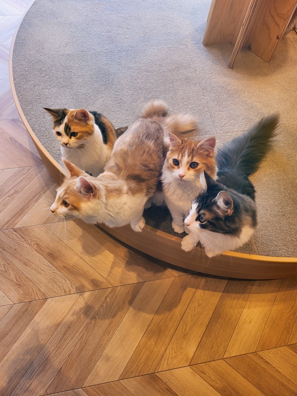 福岡 Cat Cafe MOCHA 天神大名店。舒適溫馨環境、可愛貓咪相伴、飲料無限暢飲。