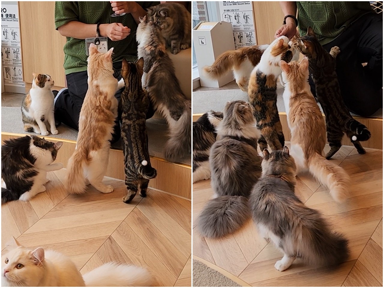 福岡 Cat Cafe MOCHA 天神大名店。舒適溫馨環境、可愛貓咪相伴、飲料無限暢飲。