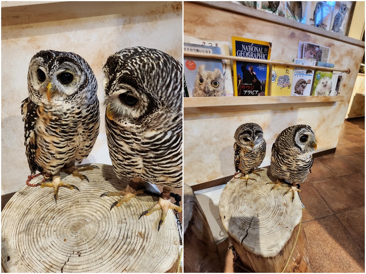 福岡 Owl Cafe Tenjin。超萌刺蝟和小貓頭鷹，英挺帥氣大貓頭鷹，位於好逛好買的天神區