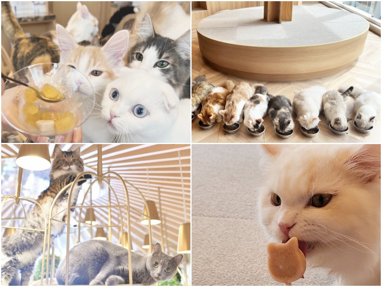 福岡 Cat Cafe MOCHA 天神大名店。舒適溫馨環境、可愛貓咪相伴、飲料無限暢飲。