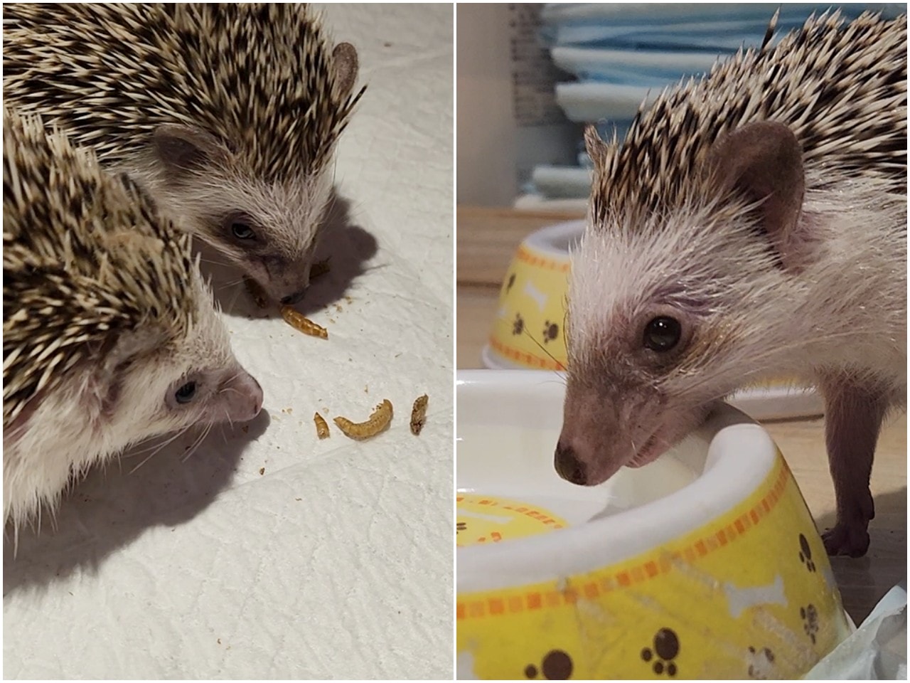 福岡 Owl Cafe Tenjin。超萌刺蝟和小貓頭鷹，英挺帥氣大貓頭鷹，位於好逛好買的天神區