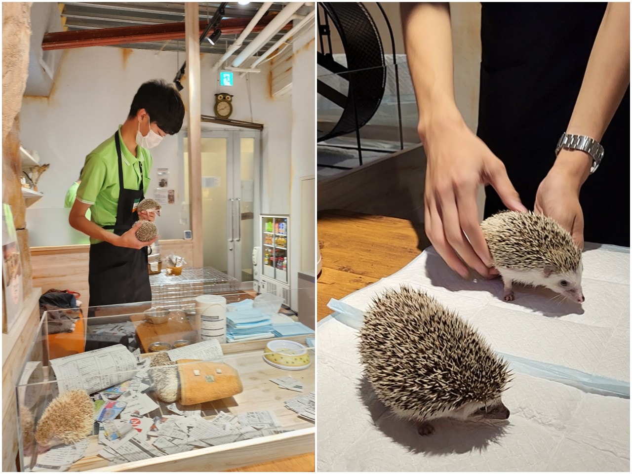 福岡 Owl Cafe Tenjin。超萌刺蝟和小貓頭鷹，英挺帥氣大貓頭鷹，位於好逛好買的天神區