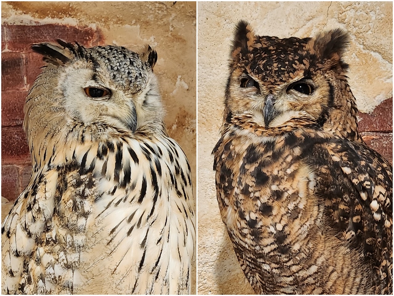 福岡 Owl Cafe Tenjin。超萌刺蝟和小貓頭鷹，英挺帥氣大貓頭鷹，位於好逛好買的天神區
