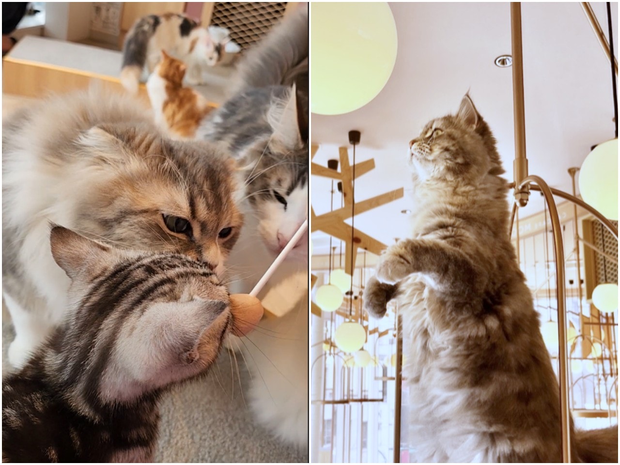 福岡 Cat Cafe MOCHA 天神大名店。舒適溫馨環境、可愛貓咪相伴、飲料無限暢飲。