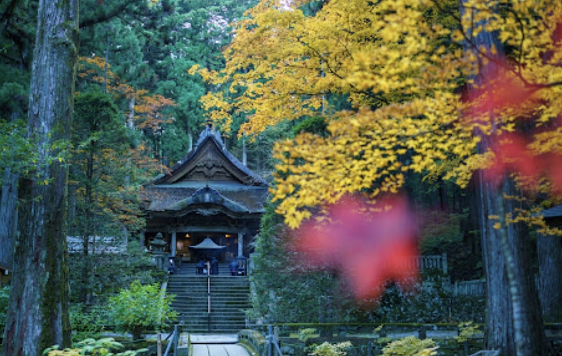 長野縣駒根市 名勝庭園光前寺。莊嚴的寺廟、苔之古道、巨大的杉木林、還有夏季的繡球花 - 第25張圖 長野縣駒根市 名勝庭園光前寺。莊嚴的寺廟、苔之古道、巨大的杉木林、還有夏季的繡球花